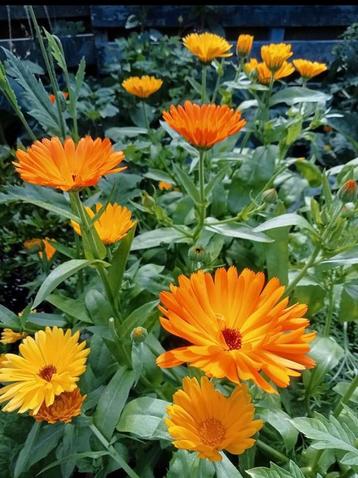 Calendula officinalis - Goudsbloem zaden  beschikbaar voor biedingen