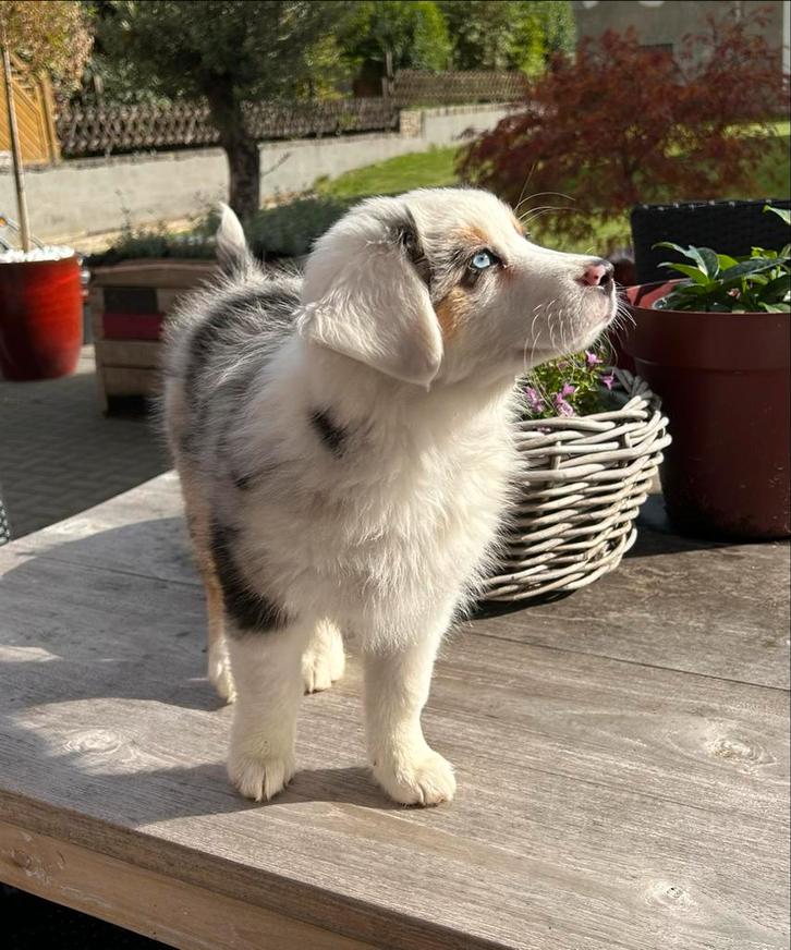 Golden Aussie pups op komst! Australian x Golden, Dieren en Toebehoren, Honden | Herdershonden en Veedrijvers, Meerdere dieren