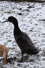 Broedeieren indische loopeend, Dieren en Toebehoren, Pluimvee, Geslacht onbekend, Eend