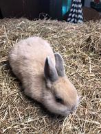 Kleurdwergen, Dieren en Toebehoren, Mannelijk, Groot