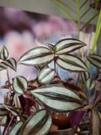 Tradescantia zebrina stekjes te koop! Geen verzending!, Tuin en Terras, Planten | Tuinplanten, Vaste plant, Bloeit niet, Volledige schaduw