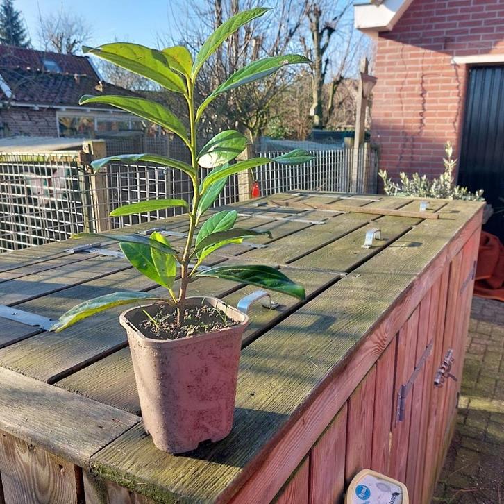 Laurier, Tuin en Terras, Planten | Struiken en Hagen, Haag, Laurier, 100 tot 250 cm, Ophalen