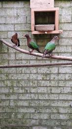 Groenvleugel duif, Meerdere dieren, Overige soorten