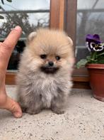 Super Mini Pomeriaan, Rabiës (hondsdolheid), 8 tot 15 weken, Buitenland, Eén hond