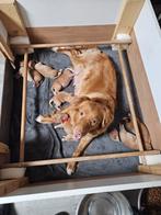 Nova scotia duck tolling retriever pups, Overige rassen, 8 tot 15 weken, Meerdere, Meerdere dieren