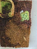 C.Cranwelli Hoornkikker, Dieren en Toebehoren, Amfibie, 0 tot 2 jaar