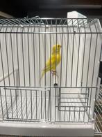 Waterslager, Dieren en Toebehoren, Vogels | Kanaries, Mannelijk, Kleurkanarie