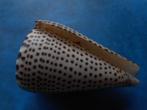 Schelpen: Conus leopardus Röding f++/gem 75mm, Schelp(en), Verzenden