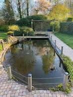 Gevraagd/gezocht Vijver zuurstofplanten en moerasplanten, Overige soorten
