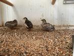 Jonge Chinese dwergkwartels, Dieren en Toebehoren, Vogels | Overige Vogels, Meerdere dieren, Tropenvogel