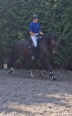 Plek vrij voor trainings paarden, Dieren en Toebehoren, Stalling en Weidegang, Stalling, 4 paarden of pony's of meer