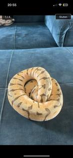 0.1 super pastel spider, Dieren en Toebehoren, Reptielen en Amfibieën, Slang, 0 tot 2 jaar