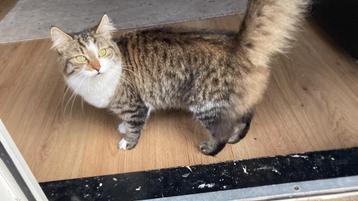 Maine Coon poes 2 jaar (eventueel zwanger) beschikbaar voor biedingen