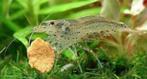 Japonica Garnaal - Amano garnaal - Koidream Valburg, Dieren en Toebehoren, Vissen | Aquariumvissen, Kreeft, Krab of Garnaal, Zoetwatervis