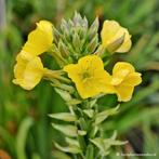 Uit de biologische moestuin: Teunisbloem, planten., Tuin en Terras, Planten | Tuinplanten, Overige soorten, Volle zon, Ophalen of Verzenden