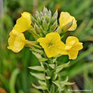 Uit de biologische moestuin: Teunisbloem, planten. beschikbaar voor biedingen