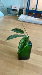 Hoya Rangsan stekjes, Huis en Inrichting, Ophalen of Verzenden, Overige soorten, Minder dan 100 cm