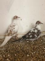2 koppels diamant duifjes, Dieren en Toebehoren, Vogels | Duiven, Meerdere dieren, Overige soorten