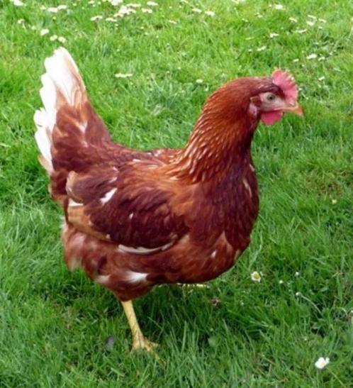 Broedeieren legkippen Isa Brown, Dieren en Toebehoren, Pluimvee, Kip, Geslacht onbekend