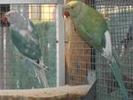 overjaars koppel bonte halsbanden, Dieren en Toebehoren, Meerdere dieren, Parkiet, Geringd