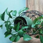 Epipremnum aureum of drakenklimop, prachtig exemplaar, Ophalen, Overige soorten, Minder dan 100 cm