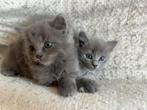 Ragdoll X Nebelung, Dieren en Toebehoren, Kater, Ontwormd