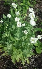Papaver somniferum Turkish alba, Ophalen of Verzenden, Volle zon