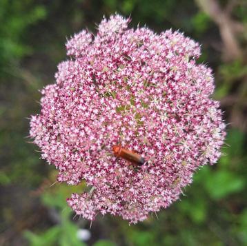 Daucus carota ' Dara' zaden beschikbaar voor biedingen