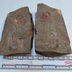 Trilobiet Marokko Asaphellus Ordovicium, Ophalen of Verzenden, Mineraal