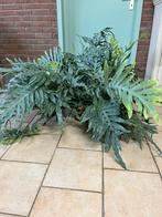 Phlebodium aureum ‘Blue star’, Huis en Inrichting, Kamerplanten, Ophalen, Halfschaduw, Minder dan 100 cm