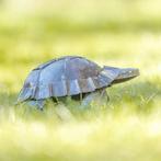 Stalen Schildpad - 25x15x20cm, Tuin en Terras, Tuinbeelden, Ophalen of Verzenden, Gebruikt, Metaal, Dierenbeeld