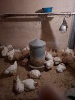 Mestkuikens mestkippen, Dieren en Toebehoren, Vogels | Overige Vogels, Meerdere dieren, Tropenvogel