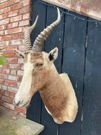 Blesbok,preparaat,opgezet,taxidermie, Ophalen of Verzenden, Gebruikt, Opgezet dier