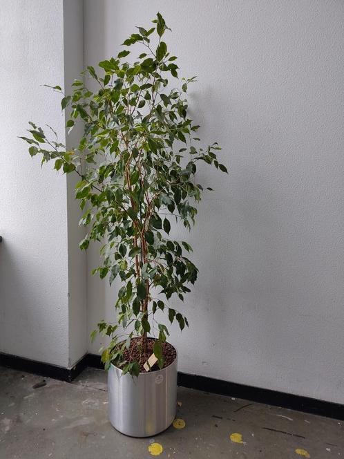Grote kamer plant boom Ficus Benjamina hydrocultuur in pot, Huis en Inrichting, Kamerplanten, Ficus, 150 tot 200 cm, Groene kamerplant