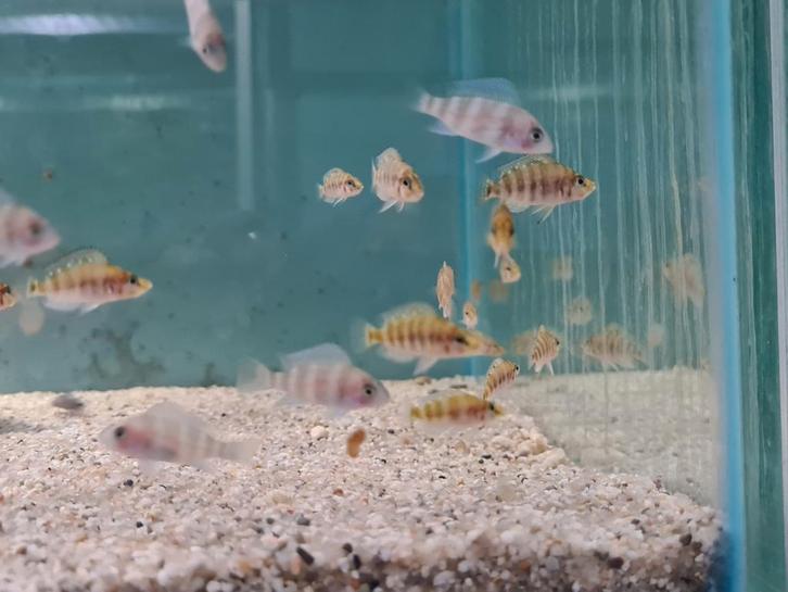 Altolamprologus Compressiceps Tanganyika Cichliden, Dieren en Toebehoren, Vissen | Aquariumvissen, Zoetwatervis, Vis