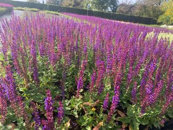 Salvia nemorosa salie tuinplanten     beschikbaar voor biedingen