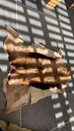 Springbok huid, vacht springbok, 50 tot 100 cm, Rechthoekig, Ophalen of Verzenden, 50 tot 100 cm