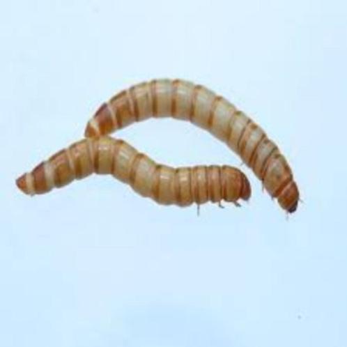 meelworm, buffaloworm, krekels, fruitvlieg etc evt per post, Dieren en Toebehoren, Vogels | Toebehoren, Nieuw, Ophalen of Verzenden