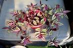 Tradescantia Zebrina kamerplant paars in roze pot🪴OPHALEN🪴, Ophalen, Overige soorten, Halfschaduw, In pot