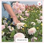 Dahlia knollen Wizard of Oz, Ophalen of Verzenden, 500 t/m 1500 stukjes, Zo goed als nieuw