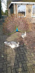 Zwartvleugel pauw hennen VERMIST, Vrouwelijk