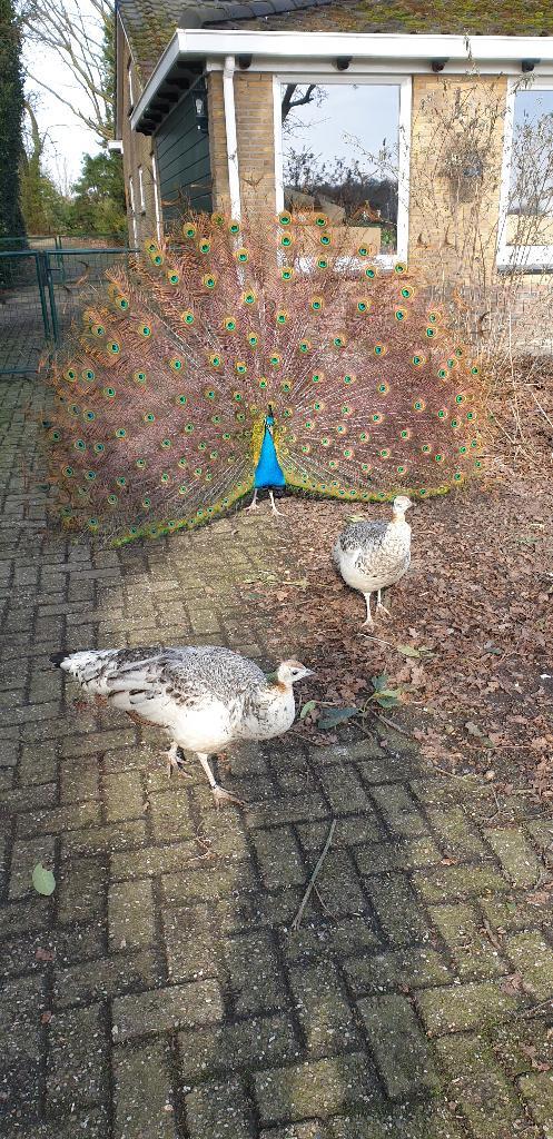 Zwartvleugel pauw hennen VERMIST, Dieren en Toebehoren, Vogels | Overige Vogels, Vrouwelijk