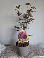 Acer Japanse Esdoorn Atropurpureum bonsai starter, Tuin en Terras, Planten | Bomen, Bloeit niet, Halfschaduw, Minder dan 100 cm