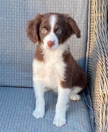 Heel aparte FRIESE STABIJ x BORDER COLLIE pups beschikbaar voor biedingen