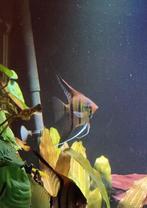 Red Back / Red Shoulder Maanvissen – Set van 9 stuk, Dieren en Toebehoren, Vis, Zoetwatervis