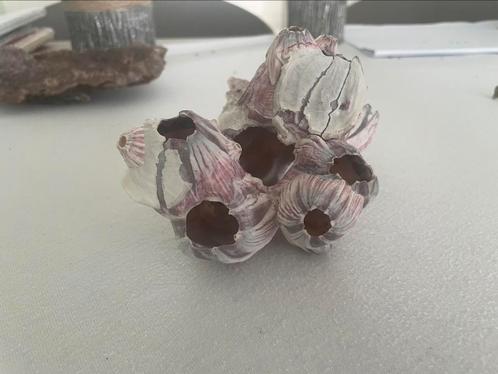 Zeepok, Huis en Inrichting, Woonaccessoires | Kunstplanten en Kunstbloemen, Zo goed als nieuw, Ophalen of Verzenden