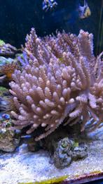 Lobophytum stekjes, Dieren en Toebehoren, Vissen | Aquariumvissen, Vis