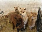 Alpaca merries, Dieren en Toebehoren, Overige Dieren, Meerdere dieren, Voor 1 juli 2024