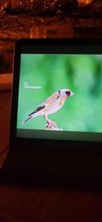 Gezocht majoorputter pop, Dieren en Toebehoren, Vogels | Overige Vogels, Vrouwelijk