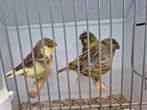 Gloster kuifmannen te koop, Dieren en Toebehoren, Vogels | Kanaries, Meerdere dieren, Kleurkanarie